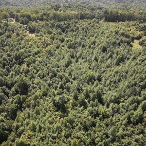 Photo #7 of 03 Seven Island Road, Danbury, NC 24.2 acres