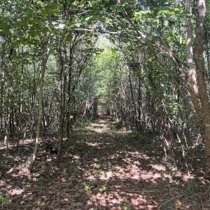 Photo #35 of 03 Seven Island Road, Danbury, NC 24.2 acres