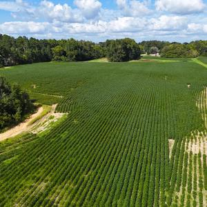 Photo #16 of Off South Main Street, City of Emporia, VA 51.0 acres
