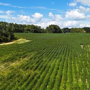 Photo #17 of Off South Main Street, City of Emporia, VA 51.0 acres