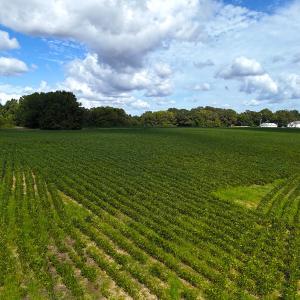 Photo #18 of Off South Main Street, City of Emporia, VA 51.0 acres