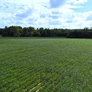 Photo #20 of Off South Main Street, City of Emporia, VA 51.0 acres