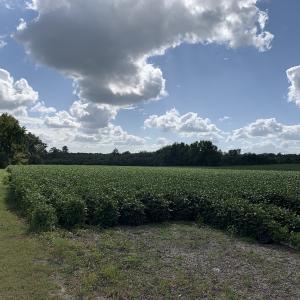 Photo #24 of Off South Main Street, City of Emporia, VA 51.0 acres