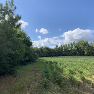 Photo #26 of Off South Main Street, City of Emporia, VA 51.0 acres