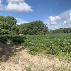 Photo #34 of Off South Main Street, City of Emporia, VA 51.0 acres