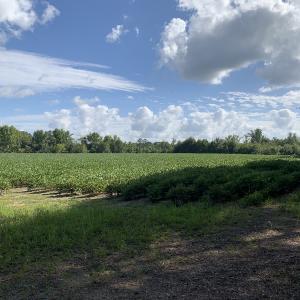 Photo #35 of Off South Main Street, City of Emporia, VA 51.0 acres
