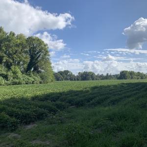Photo #39 of Off South Main Street, City of Emporia, VA 51.0 acres