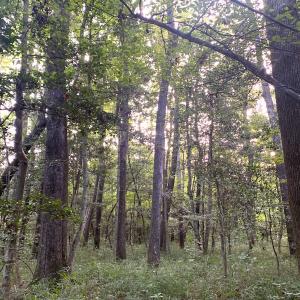 Photo #47 of Off South Main Street, City of Emporia, VA 51.0 acres