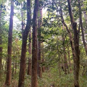 Photo #48 of Off South Main Street, City of Emporia, VA 51.0 acres
