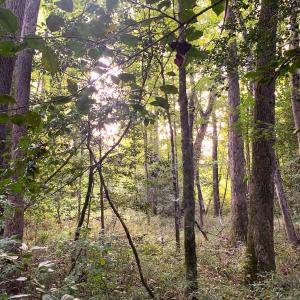 Photo #49 of Off South Main Street, City of Emporia, VA 51.0 acres