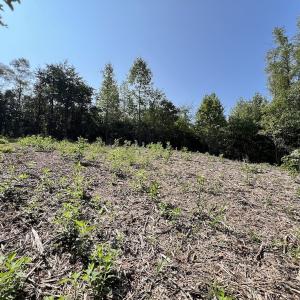 Photo #16 of 05 Seven Island Road, Danbury, NC 40.3 acres