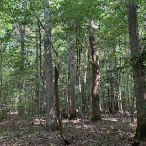 Photo #47 of SOLD property in 34675 Sandy Ridge Road, Franklin, VA 35.5 acres