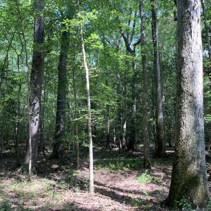 Photo #49 of SOLD property in 34675 Sandy Ridge Road, Franklin, VA 35.5 acres