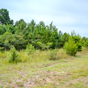 Photo #12 of SOLD property in John Nunnery Rd., Stedman, NC 6.0 acres