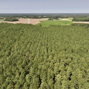 Photo #11 of SOLD property in Off Elijah Loftin Road, Kinston, NC 71.7 acres