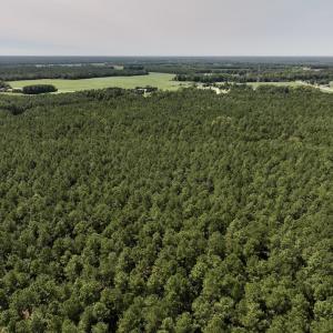 Photo #15 of SOLD property in Off Elijah Loftin Road, Kinston, NC 71.7 acres
