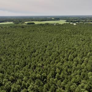 Photo #16 of SOLD property in Off Elijah Loftin Road, Kinston, NC 71.7 acres