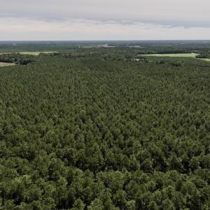 Photo #19 of SOLD property in Off Elijah Loftin Road, Kinston, NC 71.7 acres