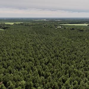 Photo #20 of SOLD property in Off Elijah Loftin Road, Kinston, NC 71.7 acres