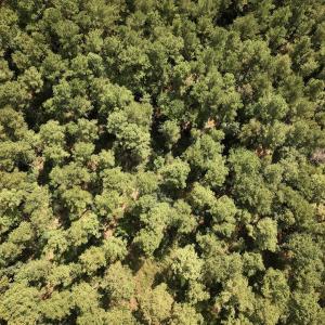 Photo #24 of SOLD property in Off Elijah Loftin Road, Kinston, NC 71.7 acres