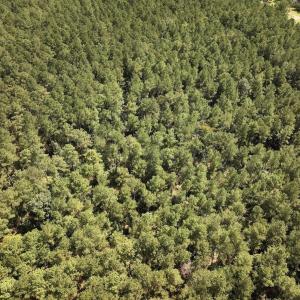 Photo #25 of SOLD property in Off Elijah Loftin Road, Kinston, NC 71.7 acres