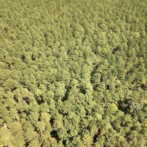 Photo #26 of SOLD property in Off Elijah Loftin Road, Kinston, NC 71.7 acres