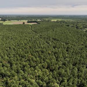 Photo #3 of SOLD property in Off Elijah Loftin Road, Kinston, NC 71.7 acres