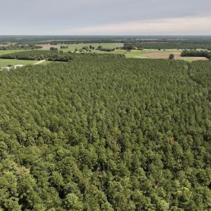Photo #4 of SOLD property in Off Elijah Loftin Road, Kinston, NC 71.7 acres