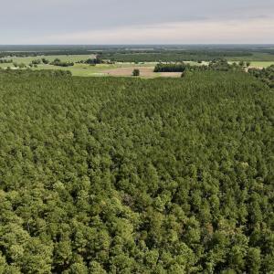 Photo #5 of SOLD property in Off Elijah Loftin Road, Kinston, NC 71.7 acres
