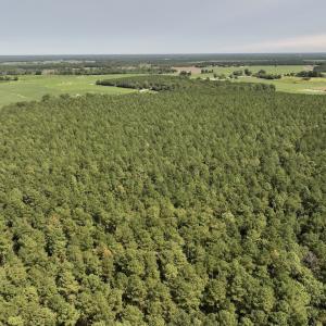 Photo #6 of SOLD property in Off Elijah Loftin Road, Kinston, NC 71.7 acres