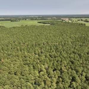 Photo #7 of SOLD property in Off Elijah Loftin Road, Kinston, NC 71.7 acres