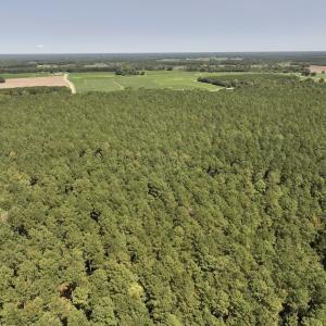 Photo #8 of SOLD property in Off Elijah Loftin Road, Kinston, NC 71.7 acres