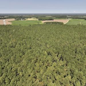 Photo #9 of SOLD property in Off Elijah Loftin Road, Kinston, NC 71.7 acres