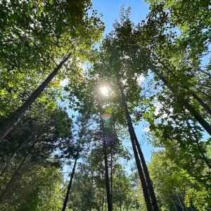 Photo #4 of SOLD property in Off South Quay Rd, Suffolk, VA 14.0 acres