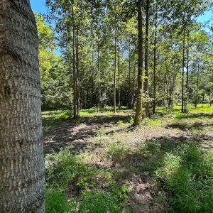 Photo #12 of SOLD property in Off South Quay Rd, Suffolk, VA 14.0 acres