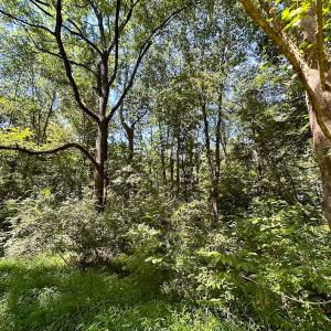 Photo #21 of SOLD property in Off South Quay Rd, Suffolk, VA 14.0 acres