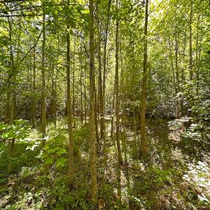 Photo #23 of SOLD property in Off South Quay Rd, Suffolk, VA 14.0 acres