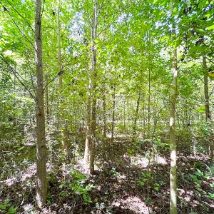 Photo #28 of SOLD property in Off South Quay Rd, Suffolk, VA 14.0 acres