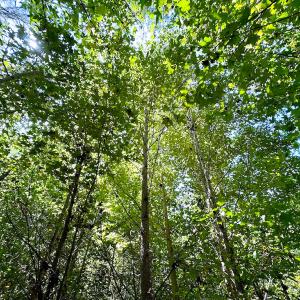 Photo #29 of SOLD property in Off South Quay Rd, Suffolk, VA 14.0 acres