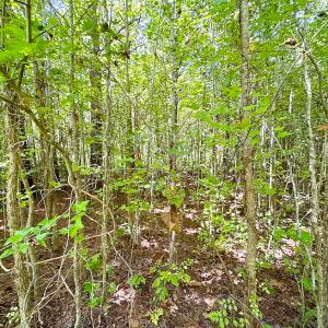 Photo #30 of SOLD property in Off South Quay Rd, Suffolk, VA 14.0 acres