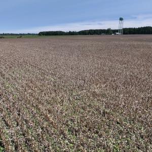 Photo #36 of SOLD property in 1395 Hwy 58 South - Tract #1, Kinston, NC 171.8 acres