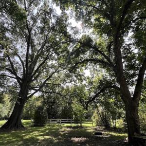 Photo #38 of SOLD property in 1395 Hwy 58 South - Tract #1, Kinston, NC 171.8 acres