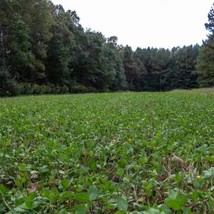 Photo #33 of Off South County Line Rd., Patrick Springs, VA 134.8 acres