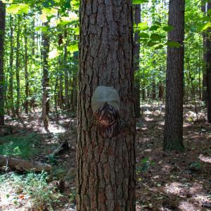 Photo #43 of Off South County Line Rd., Patrick Springs, VA 134.8 acres