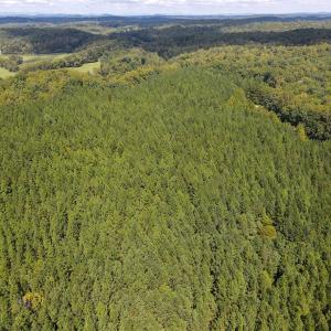 Photo #45 of Off South County Line Rd., Patrick Springs, VA 134.8 acres