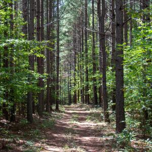 Photo #47 of Off South County Line Rd., Patrick Springs, VA 134.8 acres