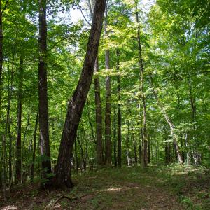 Photo #49 of Off South County Line Rd., Patrick Springs, VA 134.8 acres