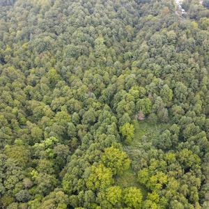 Photo #50 of Off South County Line Rd., Patrick Springs, VA 134.8 acres