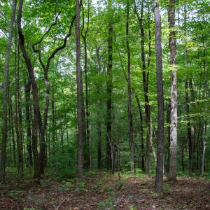 Photo #51 of Off South County Line Rd., Patrick Springs, VA 134.8 acres