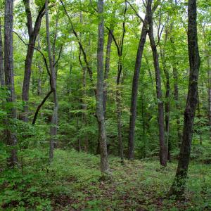 Photo #53 of Off South County Line Rd., Patrick Springs, VA 134.8 acres